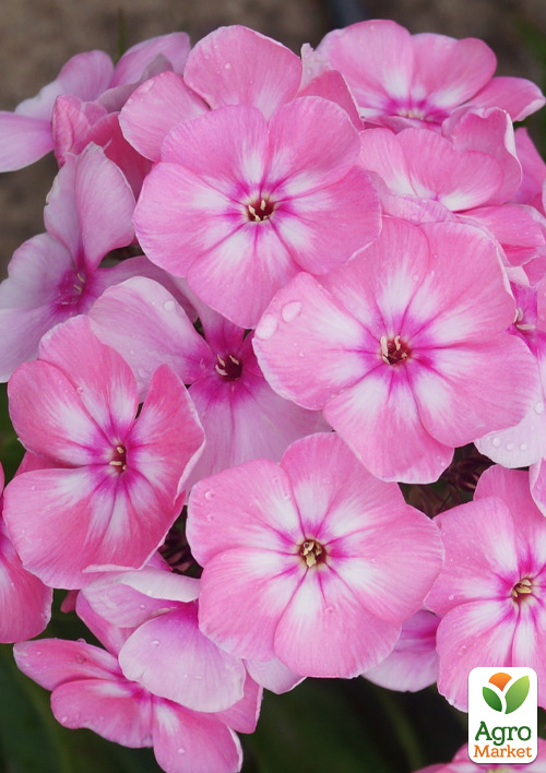 Флокс багаторічний "Anastasia" - фото 2