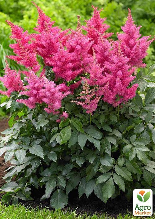 Астильба "Gloria Purpurea" 1шт