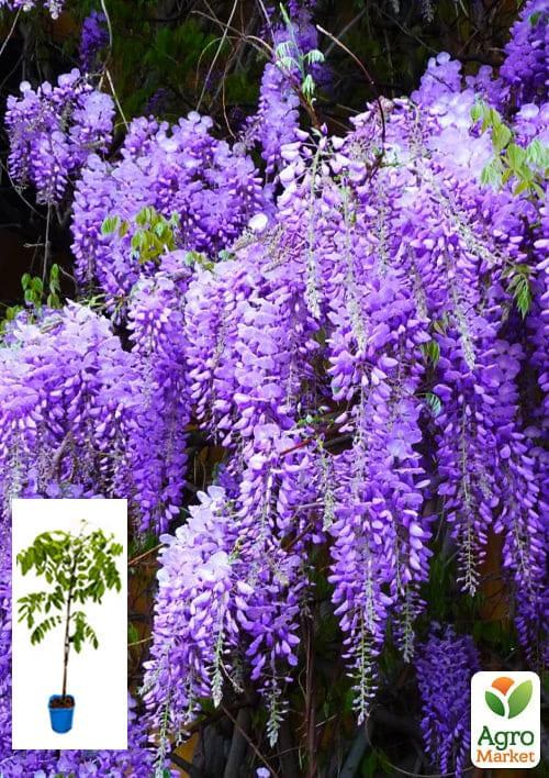 Глициния 3-х летняя китайская "Аметист" (Wisteria chinensis Amethyst) С2, высота саженца 60-100см