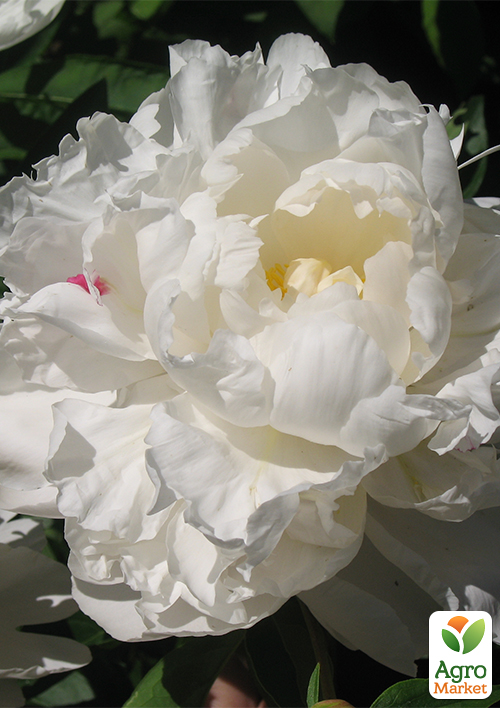 Пион травянистый "Gardenia" 1шт в упаковке
