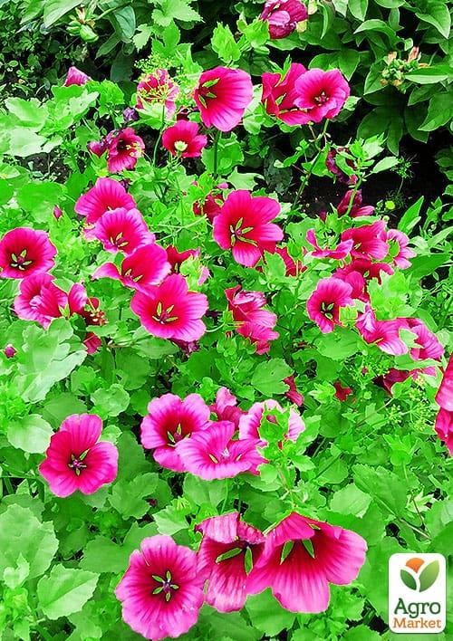 Малопа (в банке) ТМ "Весна Органик" 6г