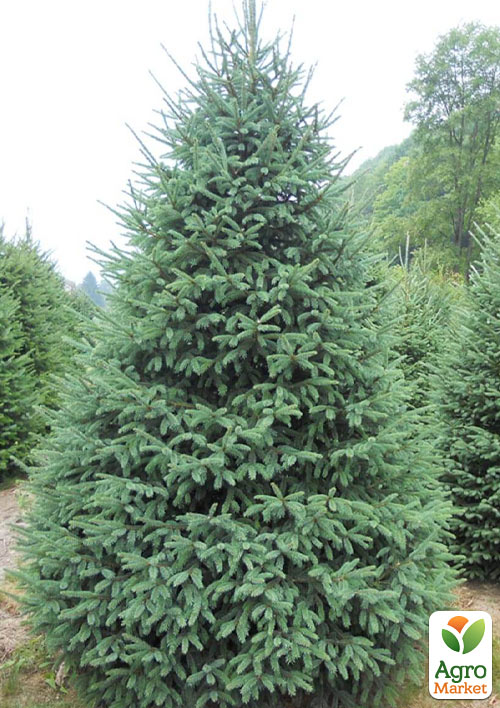Ель канадская густая "Densata" (Чёрная Ель) горшок P9 - фото 5