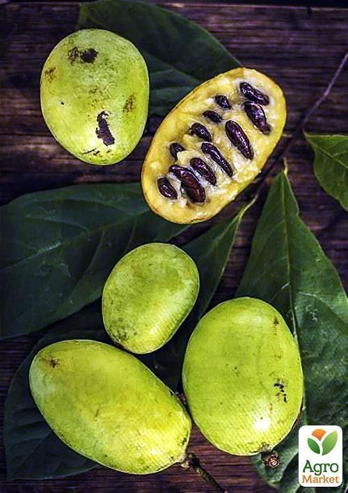 Азимина трилоба "Банановое дерево" (перекрестное опыление, возраст саженца 2 года, садить по 2 шт)