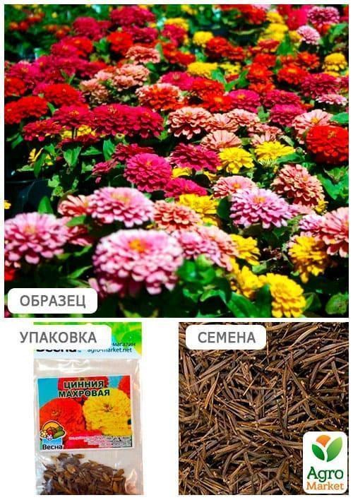 Цинія "Махрова" (Зипер) ТМ "Весна" 2г - фото 2