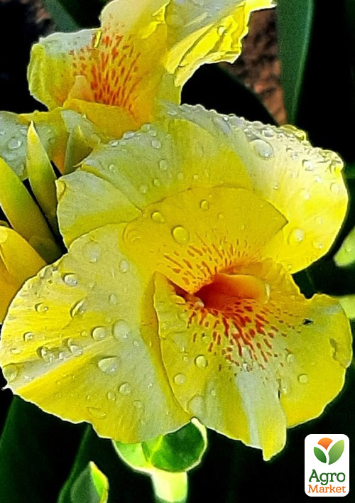 Канна "Caballero"