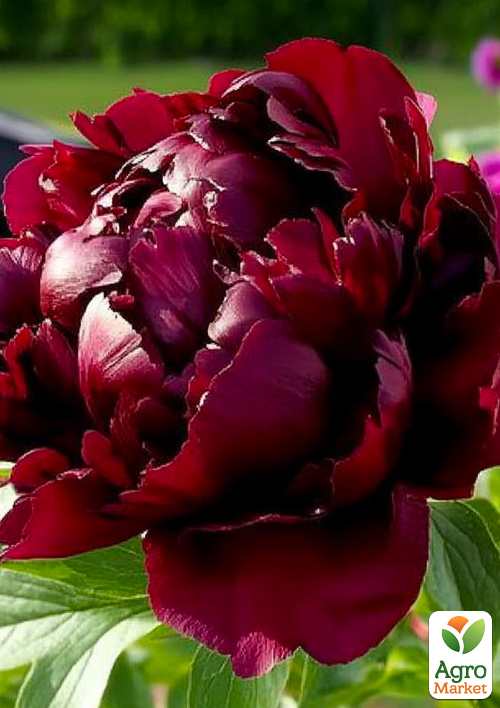 Півонія трав'яна "Black Star"