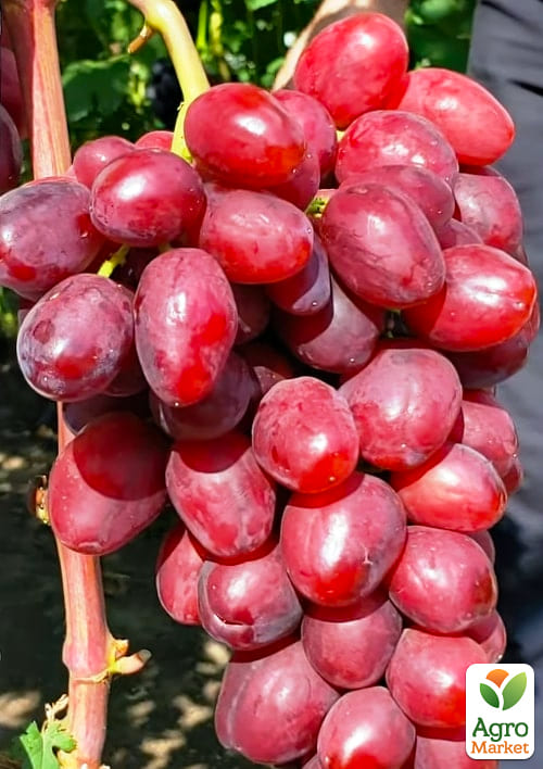 Виноград десертный "Велюр" (укорененный саженец в контейнере) - фото 5
