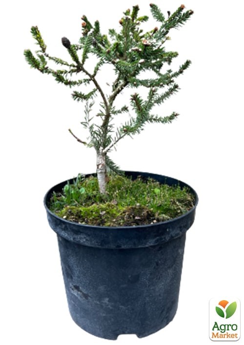 Ель 3-х летняя карликовая "Push"  высота 15-20см - фото 2