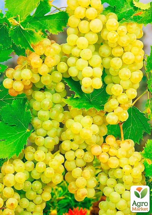 Виноград "Шардоне" (винный сорт, ранний срок созревания)