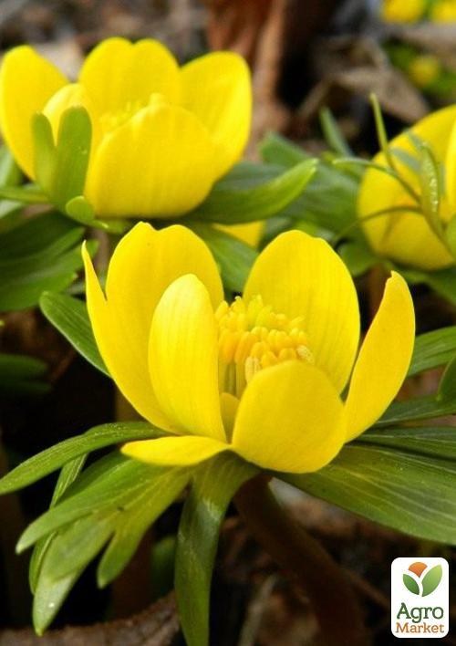 Весенніков зимівля "Eranthis Hyemalis" 5шт в упаковці