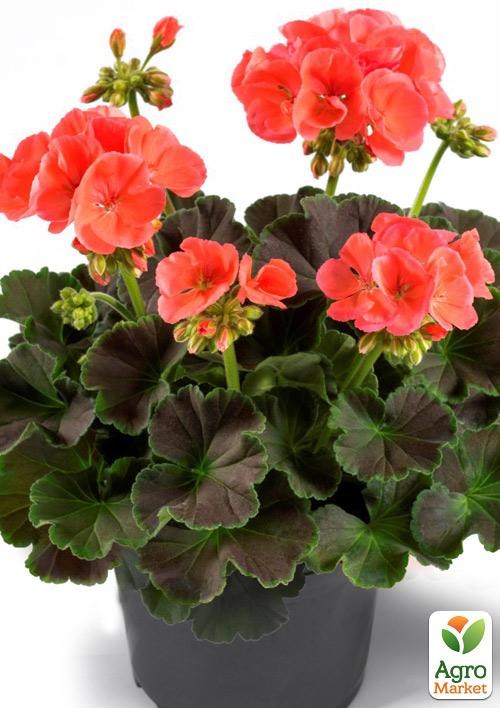 Пеларгонія зональна темнолиста "Chocolate Apricot"