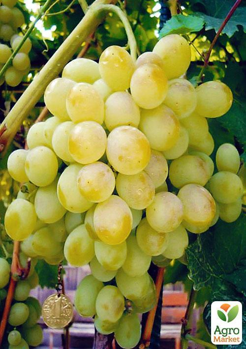 Виноград "Восторг" (дуже ранній термін дозрівання, стійкий до хвороб і морозу) - фото 6