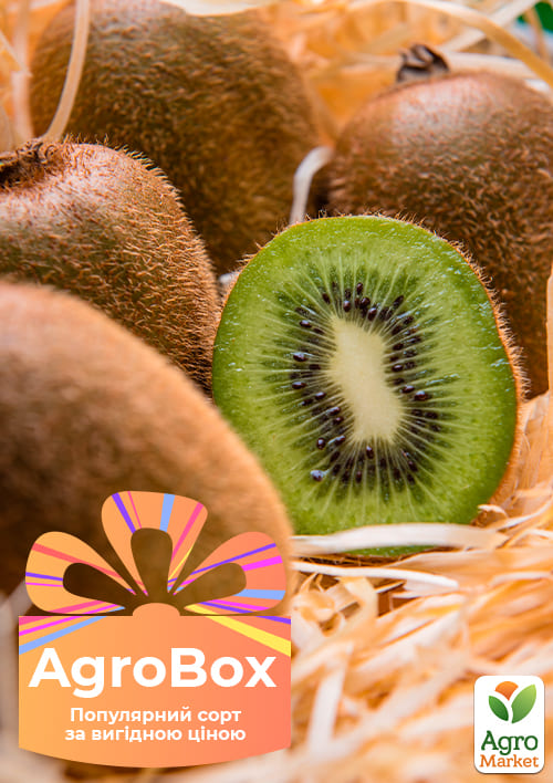 Эксклюзив! AGROBOX с саженцем киви самоопыляющегося сорта
