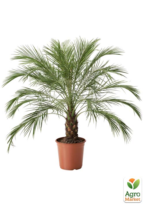 Фінік Робелена (Phoenix roebelenii) - фото 5