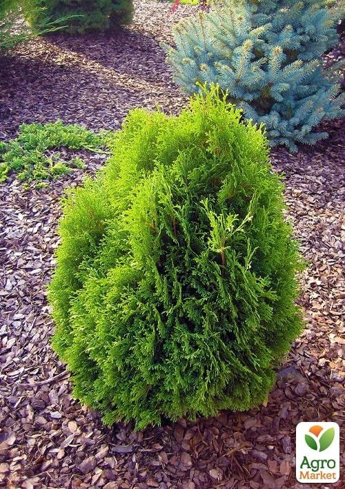 Туя западная "Miky" C2, высота 15-20см - фото 3