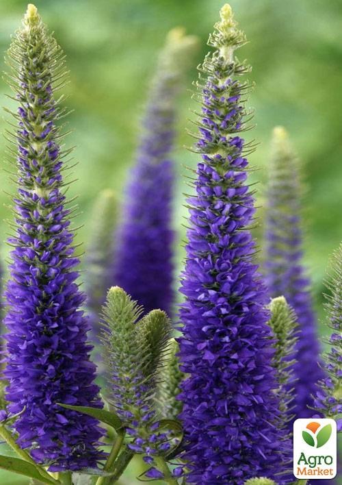 Вероника королевская "Dark Blue" вазон С2