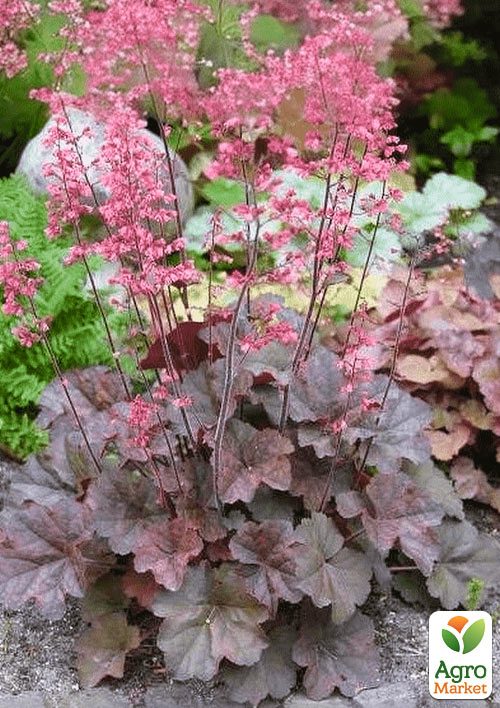 Гейхера (Heuchera) "Rachel" (C1, высота 15-30см)