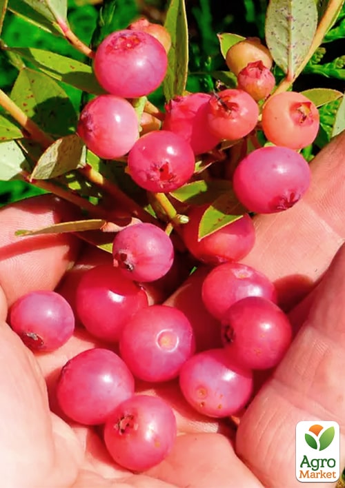 Голубика (черника садовая) 2 года "Пинк Лимонад" (Pink Iemonade) С1.5  высота 40-50см