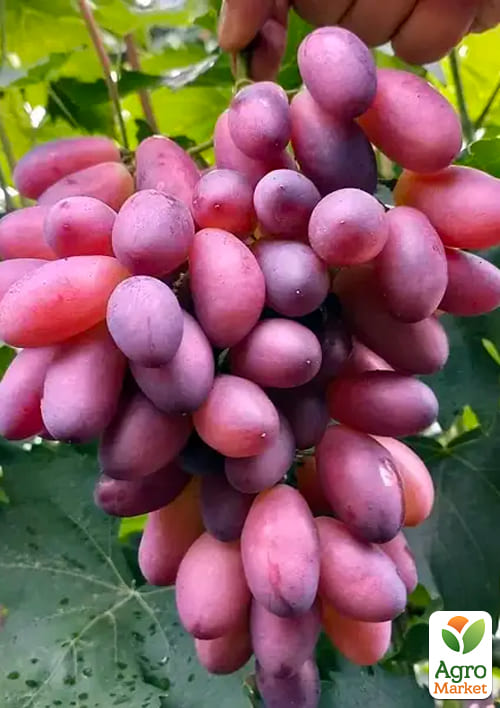 Виноград десертный "Эйфория" (укорененный саженец в контейнере) - фото 5