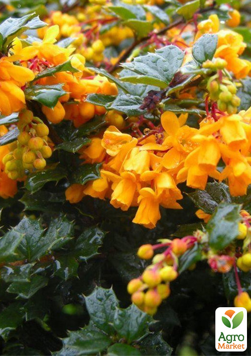 Барбарис Дарвина "Компакта" (Berberis darwinii "Compacta") (контейнер Р9)
