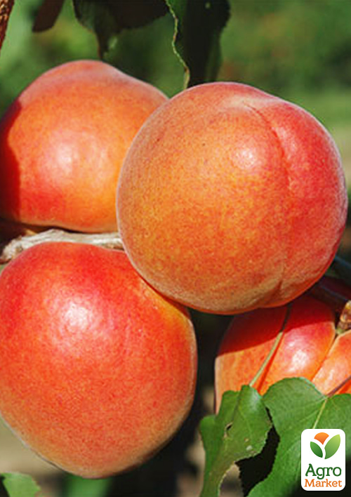 Абрикос "Анегат" (летний сорт, поздний срок созревания)