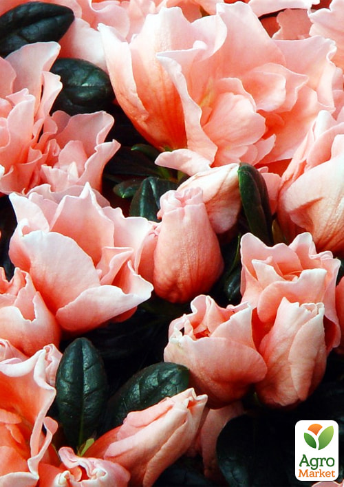 Рододендрон комнатный "Сhristine Matton" Нидерланды - фото 5