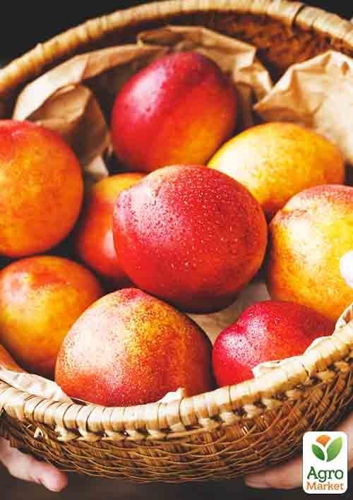 Нектарин "Рубиновый" (лысый персик, летний сорт, средний срок созревания) - фото 6