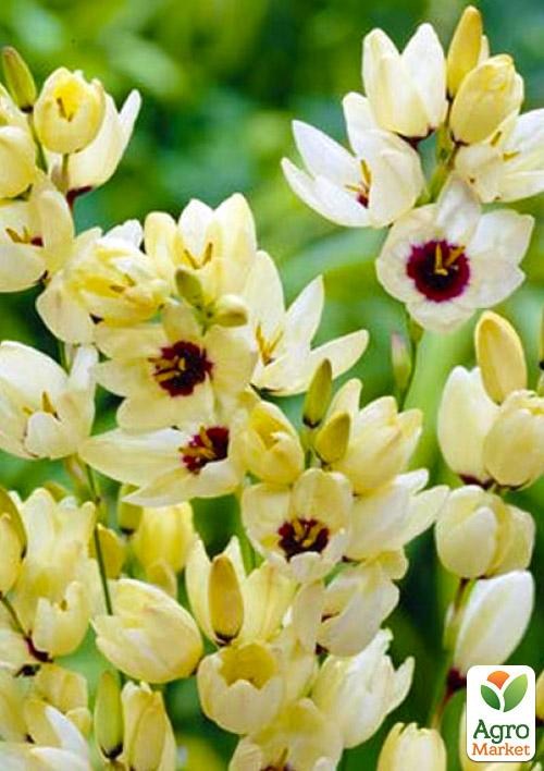 Иксия "Hogarth" 5шт в упаковке