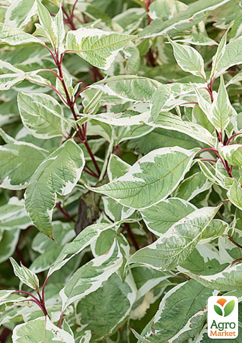 Дерен білий "Sibirica Variegata" (висота саджанця 15-20см) - фото 3