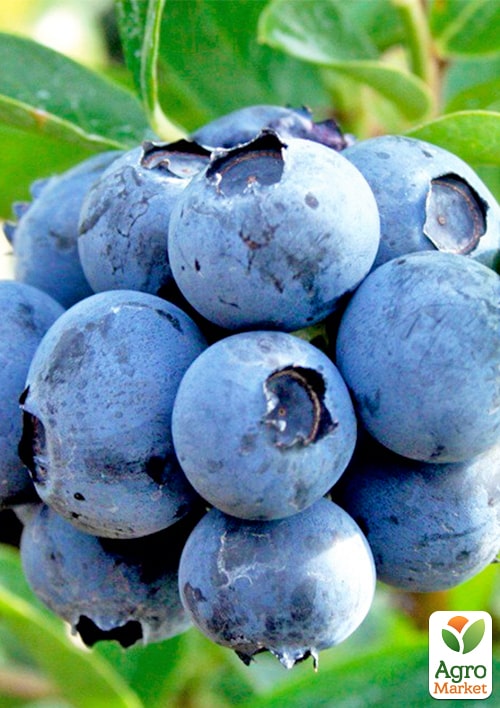 Лохина (чорниця садова) 2 роки "Сієрра" (Sierra) С2 висота 50-60см - фото 7