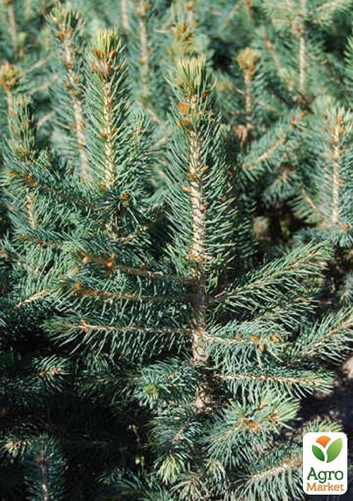 Ель колючая "Apache" С10, высота 70-90см - фото 3