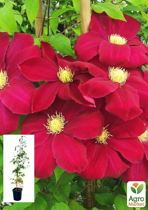 Клематис 3-х рiчний "Hoshi-no-Flamenco" С2