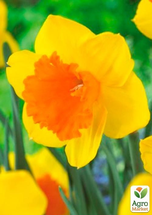 Нарцисс "Pimpernel" (размер 12/14 , крупный) 3шт в упаковке