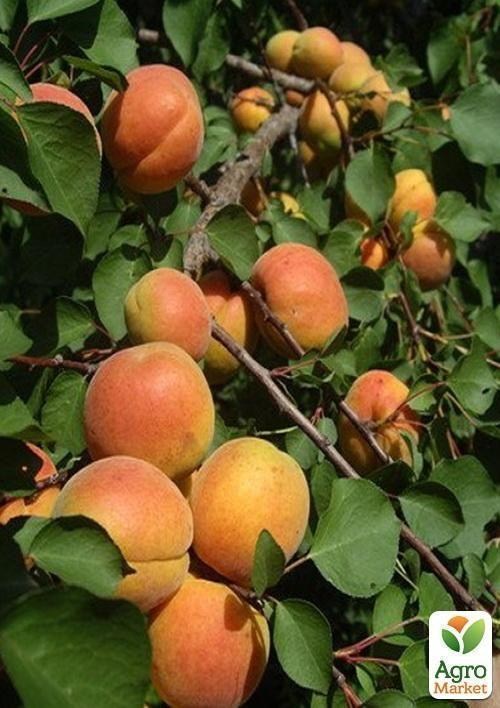 Абрикос "Мелитопольский поздний" - фото 4
