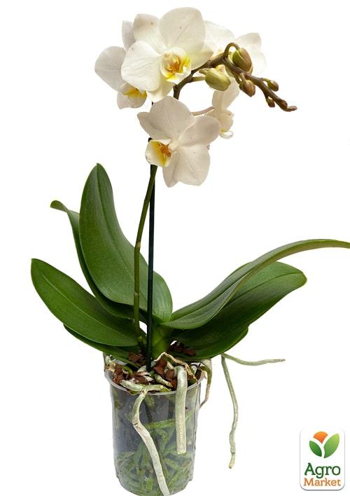 Орхідея (Phalaenopsis) "White" - фото 6