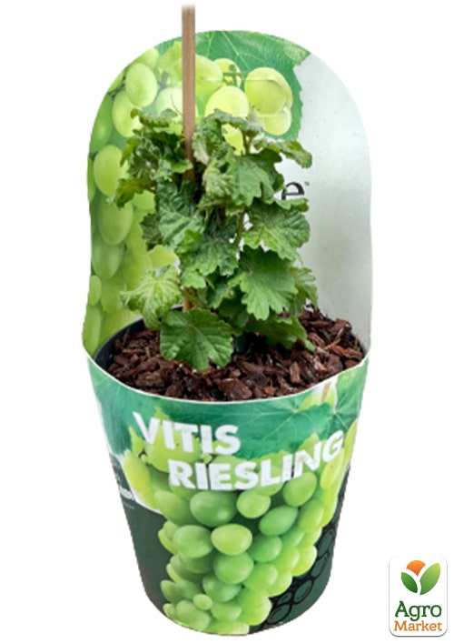 LMTD Виноград "Riesling" (сортовий, укорінений) - фото 3