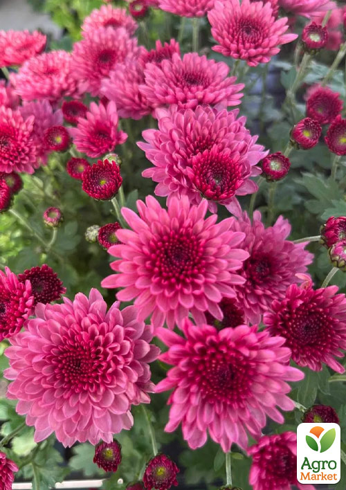 Хризантема мультифлора шарообразная "Blanchett Pink" 