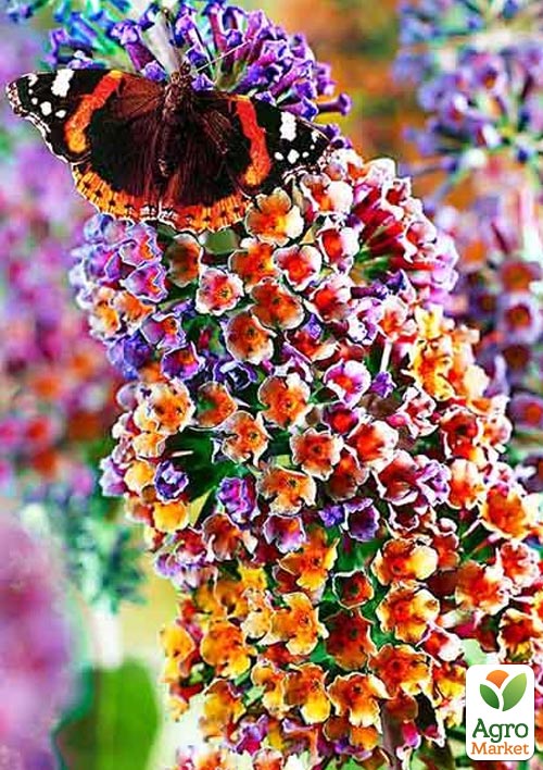 Буддлея Давида 2х летняя "Flower Power" С2