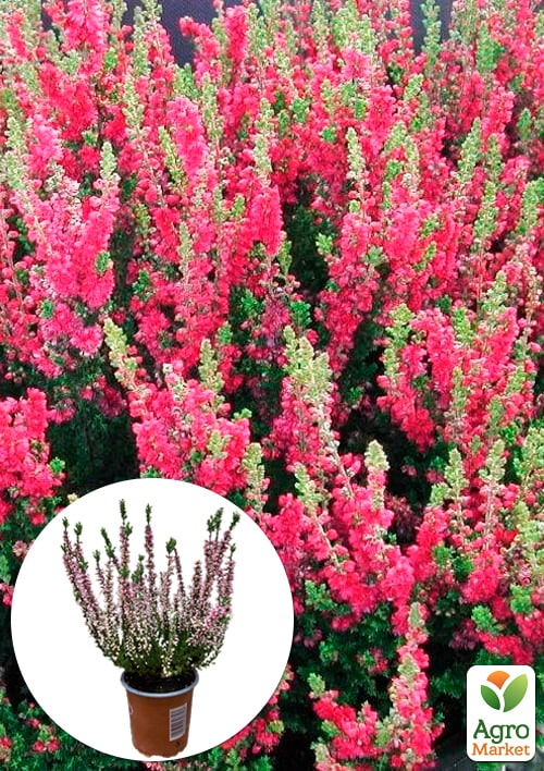 Вереск обыкновенный "Dark Beauty"