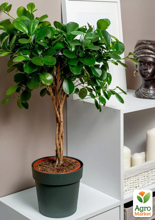 LMTD Фікус Мікрокарпа "Moclame" переплетений ствол (висота 25-35см)