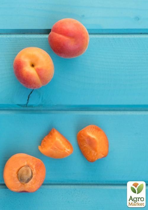 Абрикос "Шелудько" (летний сорт, средний срок созревания) - фото 2