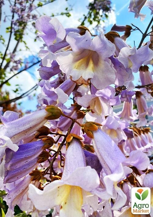 Павловния лиловоцветущая "Райский уголок" вазон Р9 - фото 2