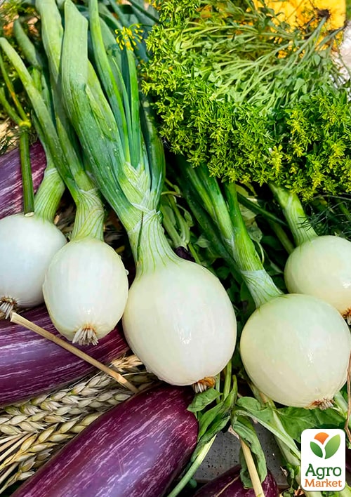 Голландский лук-севок 0.5кг (арбажейка) ранний, желтый "SHERMAN" - фото 4