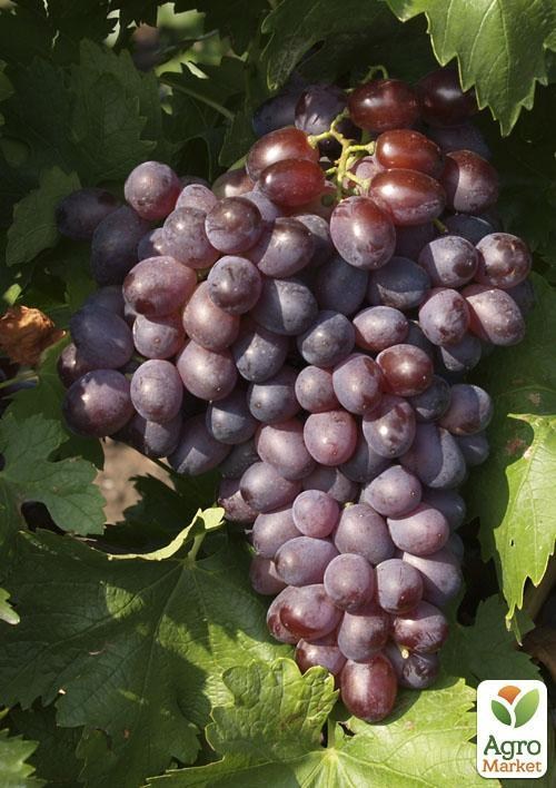 Виноград "Сенатор"