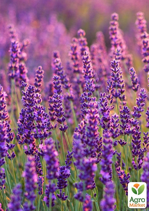 Лаванда англійська вузьколиста "Фолгейт" (Folgate)
