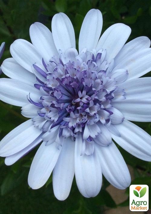 Остеоспермум махровый "3D Silver" (контейнер № 10, высота 10-20 см)