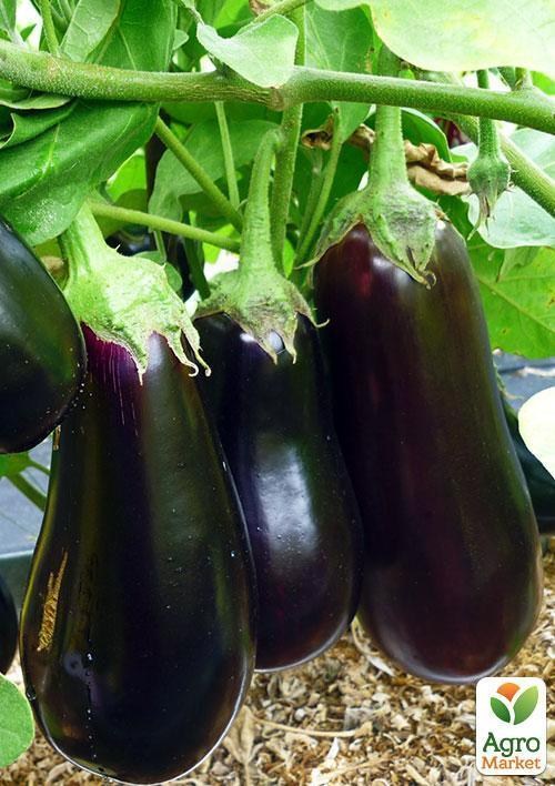 Баклажан "Вера" ТМ "Vesna Select" 20шт