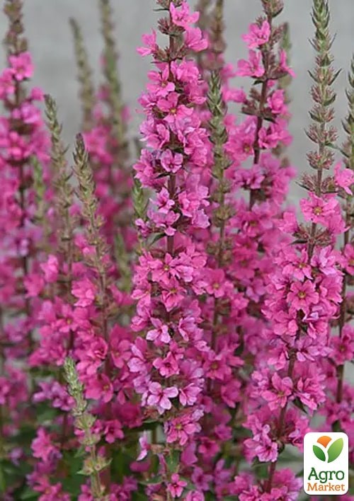 Дербенник "Pink Blush" (яскравий квітучий багаторічник) - фото 2