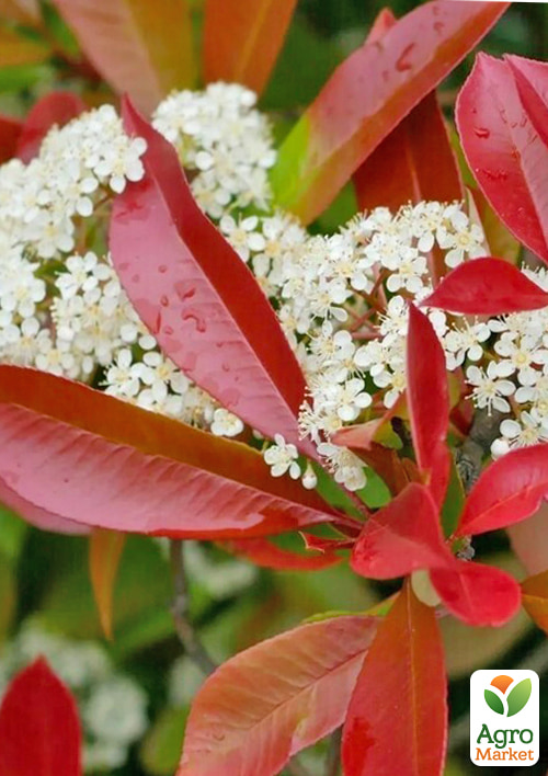 LMTD Фотиния "Red Robin" 45-55см - фото 6