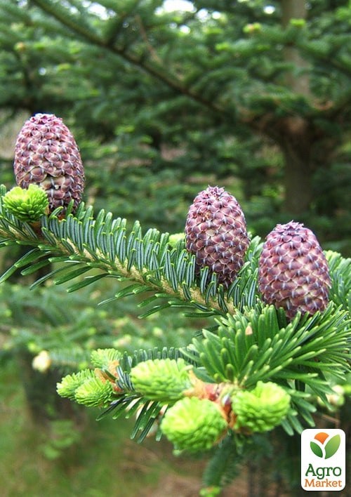 Ялиця Фразера "Abies Fraseri" висота 80-100 см - фото 4